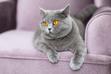 Liliowy kot brytyjski - kot o niezwykłym umaszczeniu