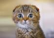 Kot szkocki zwisłouchy – opis, usposobienie, wymagania, pielęgnacja