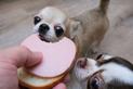 Czy pies może jeść chleb? Wyjaśniamy, czy chleb szkodzi psom