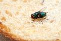 Ile żyje mucha? Sprawdź średnią długość życia owada