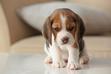 Najlepsze hodowle beagle - gdzie warto kupić szczeniaka
