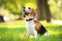 Opinie o beagle - co mówią hodowcy psów a co właściciele?