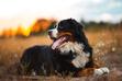 Jaki jest charakter berneńskiego psa pasterskiego? Wyjaśniamy