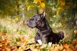 Dog niemiecki błękitny – opis, wymagania, pielęgnacja, opinie