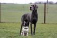 Jaki jest największy pies świata? Oto 5 psów olbrzymów