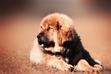 Szczeniak mastifa tybetańskiego - wymagania, żywienie, pielęgnacja