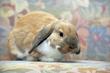 Baranek miniaturka (królik) – opis, cechy, pielęgnacja, opinie