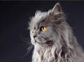 Szary kot perski - opis, charakter, cechy, opinie właścicieli