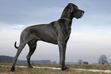 Dog niemiecki - charakterystyka, usposobienie, wzorzec, porady