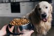 Dlaczego pies nie chce jeść? Co to może oznaczać?