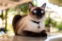 Hodowla kota syjamskiego - zobacz, gdzie kupić rasowe kocięta