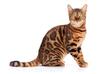 Prawdziwy charakter kota bengalskiego - co warto wiedzieć?