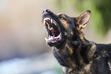 10 ras psów agresywnych - zobacz, które psy są najgroźniejsze
