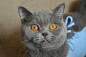Krótkowłosy kot brytyjski - rodzaje, opinie, charakter, cena
