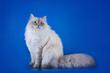 Charakter kota syberyjskiego. 5 cech, o których dotąd nie wiedziałeś