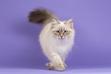 Wady kota syberyjskiego – poznaj wszystkie przed zakupem kotka