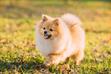 Pies Boo - poznaj psa, który stał się gwiazdą social mediów