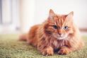 Ile żyją koty? Jaka jest średnia długość życia kota domowego?