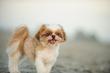 8 ras małych psów - opisy charakteru, wymagań, opinie, porady