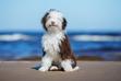 Hiszpański pies dowodny – charakterystyka, usposobienie, pielęgnacja, tresura