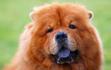 Pies z fioletowym językiem – zobaczcie, jaka to rasa