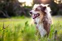 Cieczka u psa krok po kroku – objawy, rozpoznanie, porady