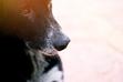 Suchy nos u psa – 4 najczęstsze przyczyny i możliwe konsekwencje