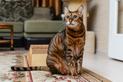 Hodowla kota Savannah – zobacz, gdzie kupić kocięta z rodowodem