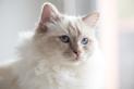 Kot birmański – charakterystyka, temperament, usposobienie, porady
