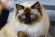Hodowla kota birmańskiego – wyjaśniamy, gdzie kupić rasowe kocięta