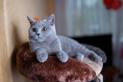 Niebieski kot angielski – opis, charakter, pielęgnacja, porady hodowców