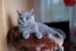Niebieski kot angielski – opis, charakter, pielęgnacja, porady hodowców