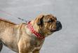Dog z Majorki (Ca de Bou) - opis, usposobienie, wymagania, choroby