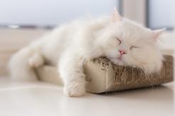 Biały kot perski i rudy kot perski - opis, charakter, wychowanie