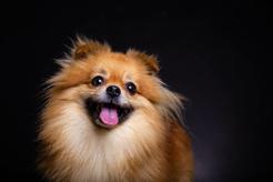 Pies Pomeranian - historia rasy, pochodzenie, wymagania, opinie
