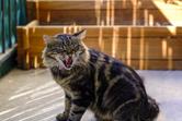 Dlaczego kot bywa agresywny? Oto 5 powodów pojawienia się agresji