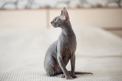 Czy łyse koty naprawdę są łyse? Wyjaśniamy, jak wyglądają koty bez sierści