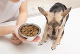 Brak apetytu u psa – 6 powodów, przez które pies nie chce jeść