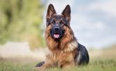 3 niemieckie rasy psów - wymagania, opinie, cechy charakteru