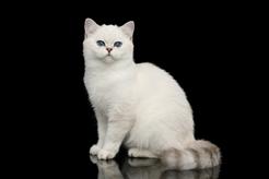 Biały kot brytyjski - charakter, wygląd, potrzeby, zdrowie