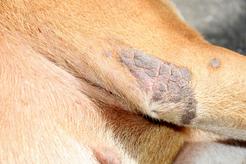 Jak wygląda grzybica u psa? 5 wskazówek jak rozpoznać chorobę