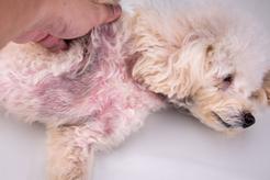 Krwotoczne zapalenie jelit u psa – oznaki, leczenie, rokowania, profilaktyka