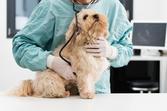 Przepuklina u psa – rodzaje, przyczyny, objawy, leczenie, profilaktyka