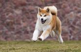 Charakter akity inu – poznaj usposobienie japońskiego psa