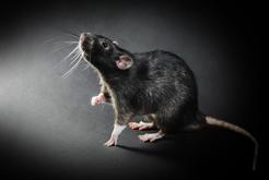 Szczur śniady – opis, występowanie, zdjęcia, szkodliwość