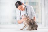 Zapalenie trzustki u kota – objawy, leczenie, rokowania, zapobieganie