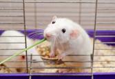 Co jedzą szczury? Oto podstawowe menu popularnego gryzonia