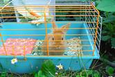 Klatka dla królika miniaturki - rodzaje, cena, wyposażenie, opinie