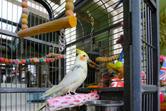 Klatki dla papug – modele, wymiary, wyposażenie, ceny, porady