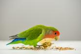 Pokarm dla papug – rodzaje, skład, wartości odżywcze, cena